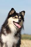 CHIEN FINNOIS DE LAPONIE 634
